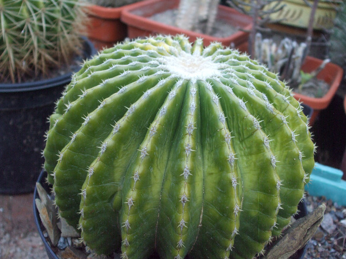 DSCF1769