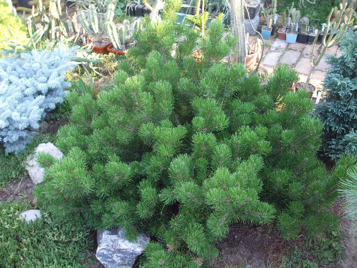 DSCF1774