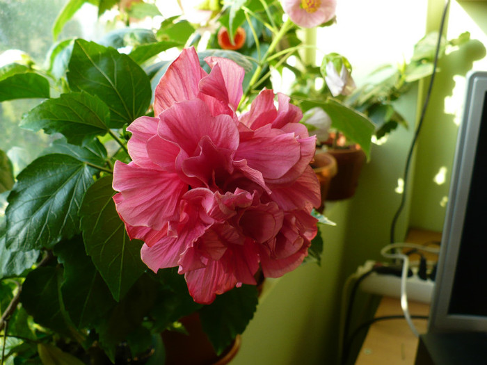8 iulie - hibiscusi 2012