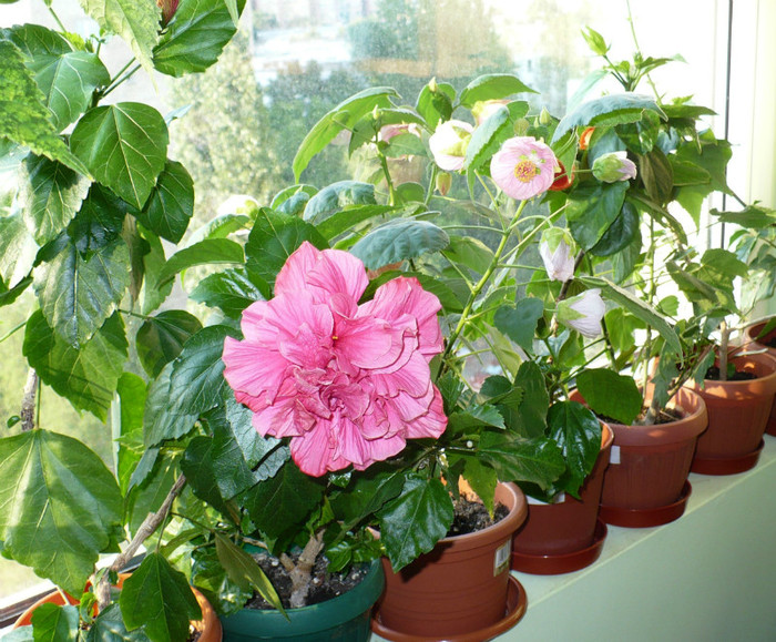 P1400446 - hibiscusi 2012