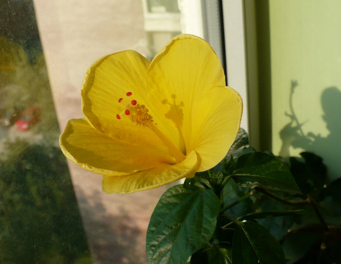 P1400417 - hibiscusi 2012