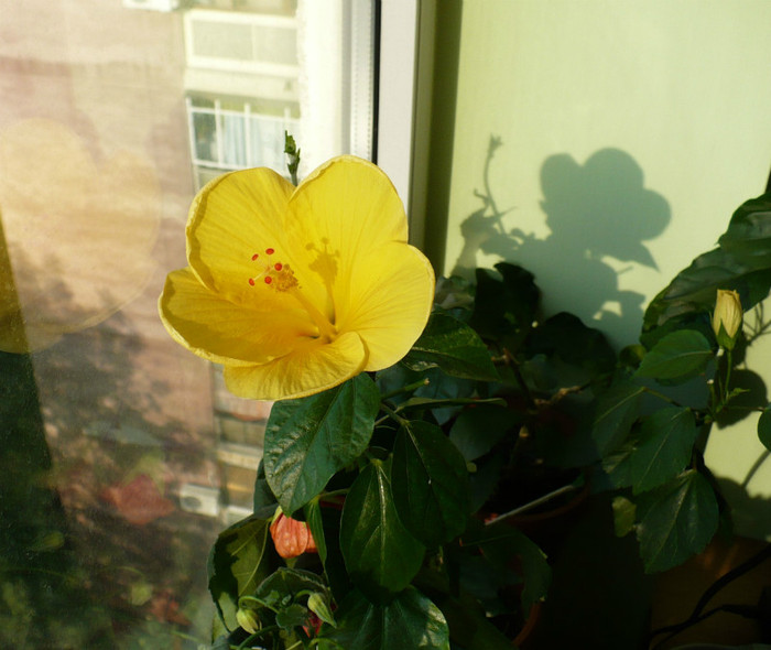 P1400418 - hibiscusi 2012