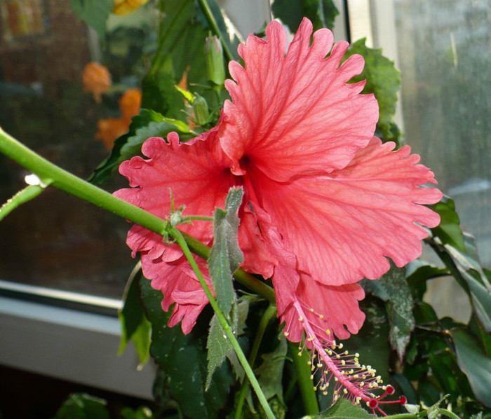 P1400421 - hibiscusi 2012
