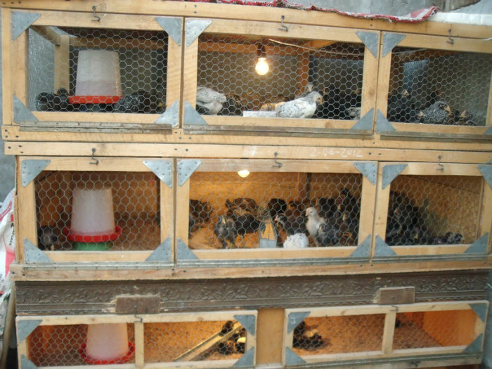 Picture1 193 - gradina 2012