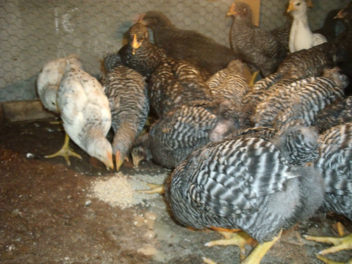 Picture1 200 - gradina 2012