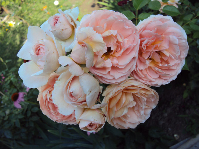 DSC07660 - Abraham Darby