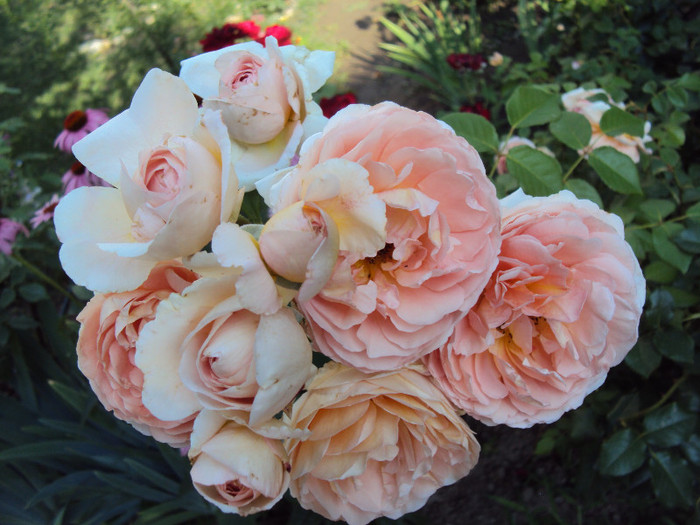 DSC07661 - Abraham Darby