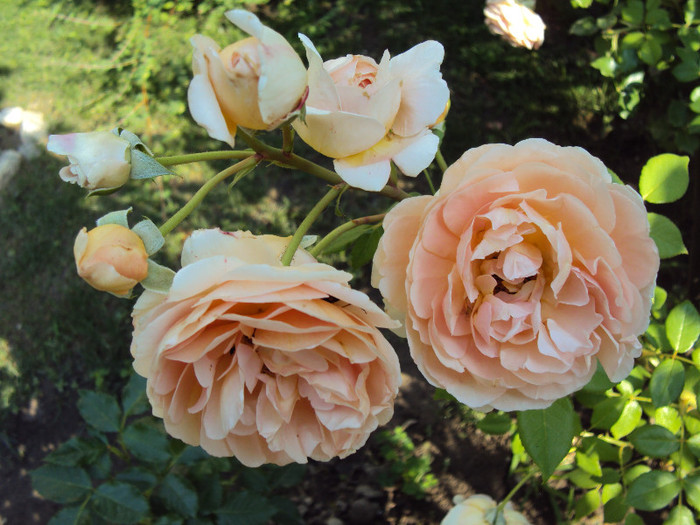 DSC07667 - Abraham Darby