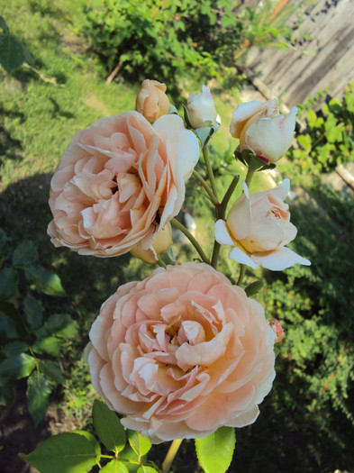 DSC07668 - Abraham Darby