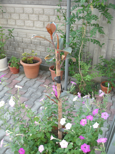 Picture1 164 - gradina 2012