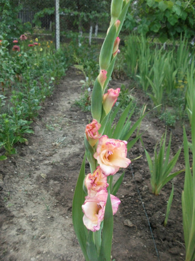 Picture 439 - Gladiole