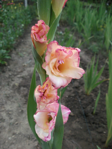 Picture 440 - Gladiole