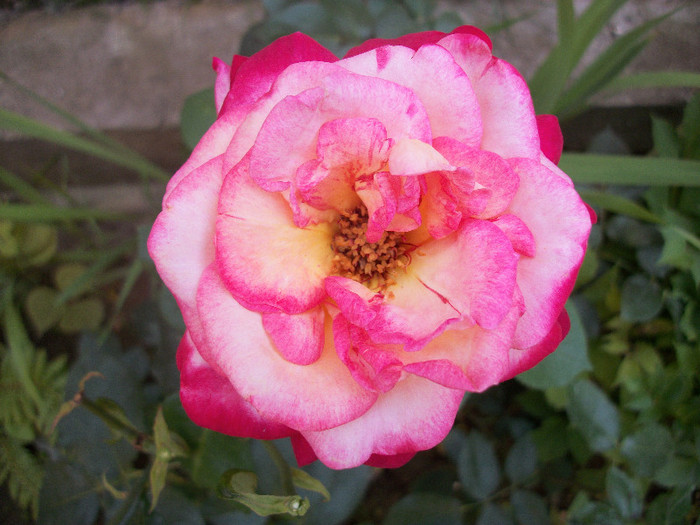 100_1262 - trandafiri 2012