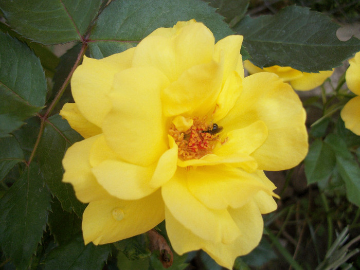 100_1266 - trandafiri 2012