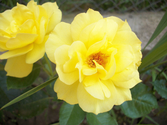 100_1267 - trandafiri 2012