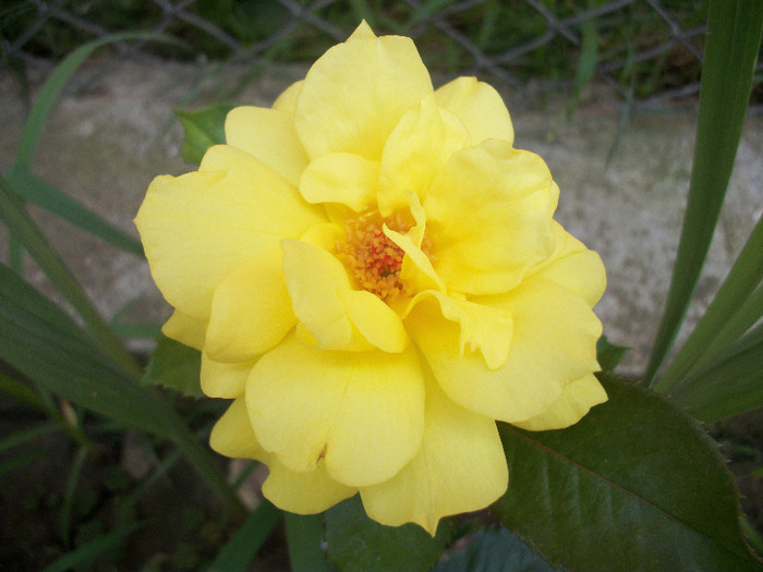 100_1268 - trandafiri 2012