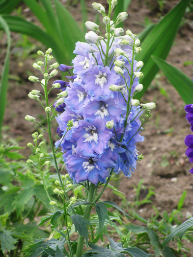 IMG_5505 - Delphinium elatum Excalibur