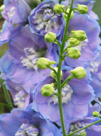 IMG_5508 - Delphinium elatum Excalibur