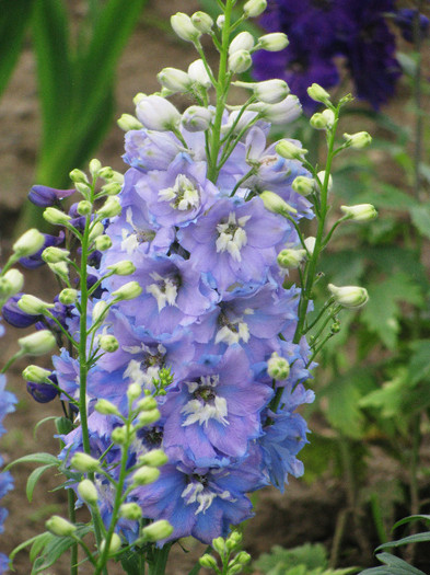 IMG_5513 - Delphinium elatum Excalibur