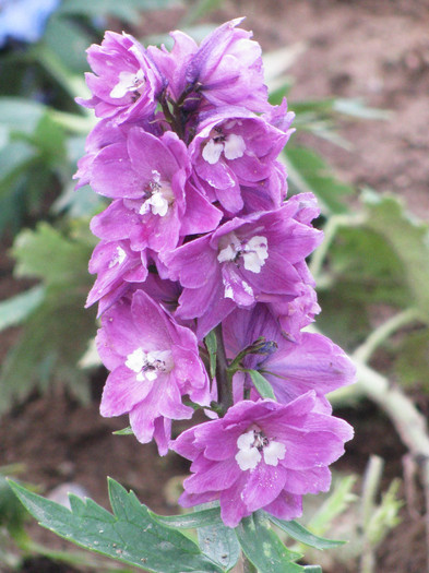 IMG_5517 - Delphinium elatum Excalibur