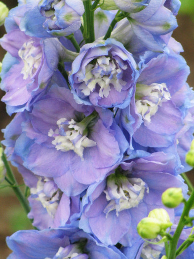 IMG_5518 - Delphinium elatum Excalibur