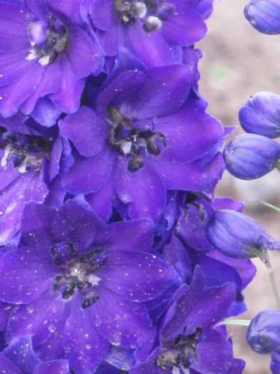 IMG_5519 - Delphinium elatum Excalibur