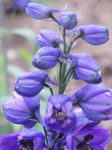 IMG_5521 - Delphinium elatum Excalibur