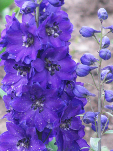 IMG_5522 - Delphinium elatum Excalibur