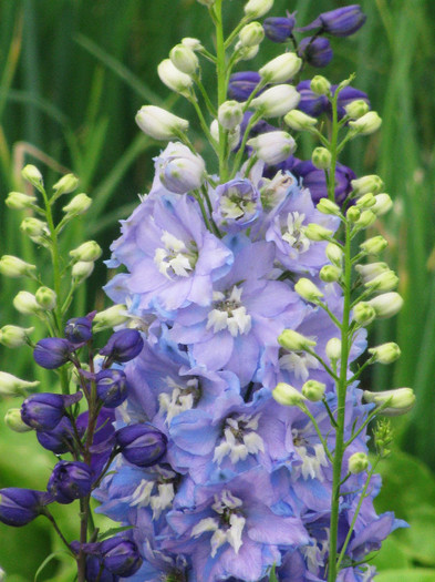 IMG_5524 - Delphinium elatum Excalibur