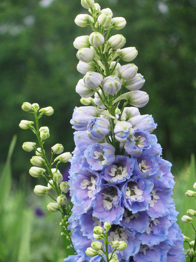 IMG_5527 - Delphinium elatum Excalibur