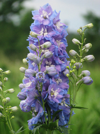 IMG_5528 - Delphinium elatum Excalibur