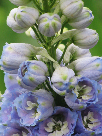 IMG_5529 - Delphinium elatum Excalibur