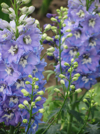 IMG_5530 - Delphinium elatum Excalibur