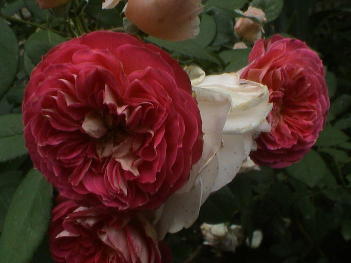 Baby Romantica si A Shropshire Lad (2) - Baby Romantica Climber