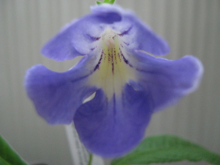  - streptocarpus Natalie