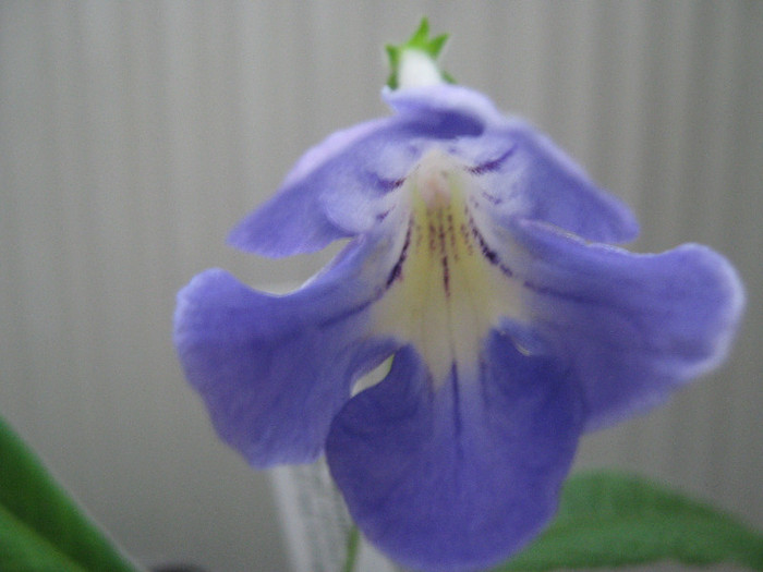  - streptocarpus Natalie