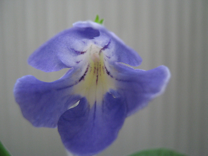  - streptocarpus Natalie