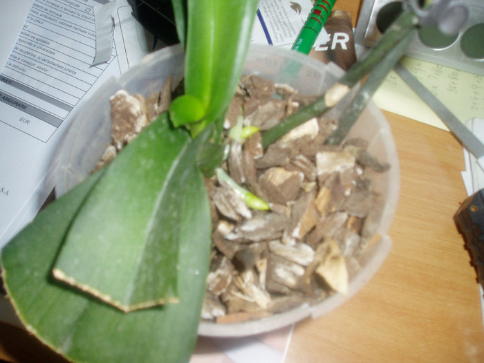 si-a revenit spectaculos - Orhidee fara radacini