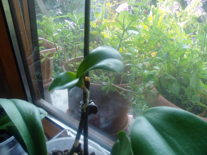 are o gramada de radacini noi - Orhidee fara radacini