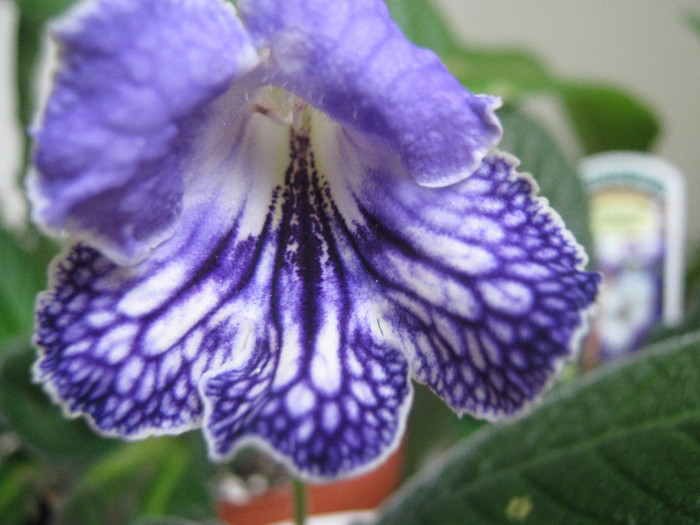  - streptocarpus Geronimo