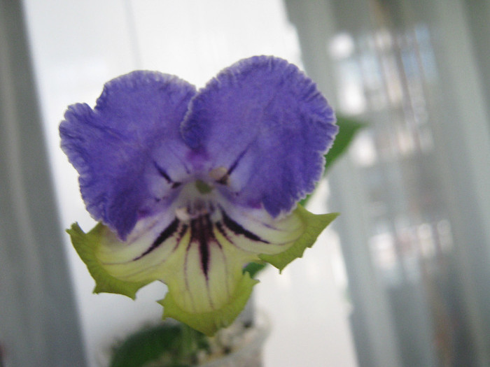  - streptocarpus Harlequin Delft