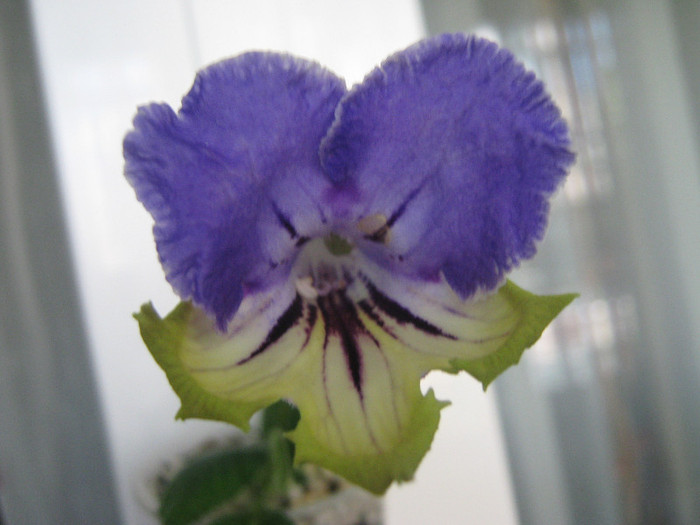  - streptocarpus Harlequin Delft