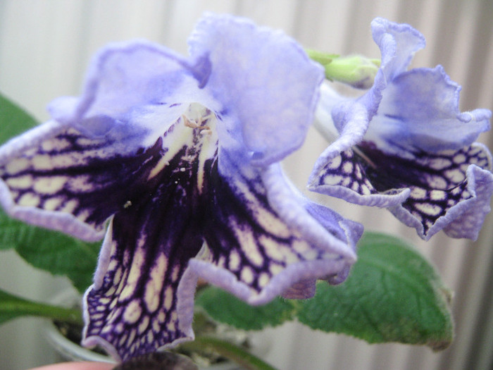  - streptocarpus Harlequin Lace