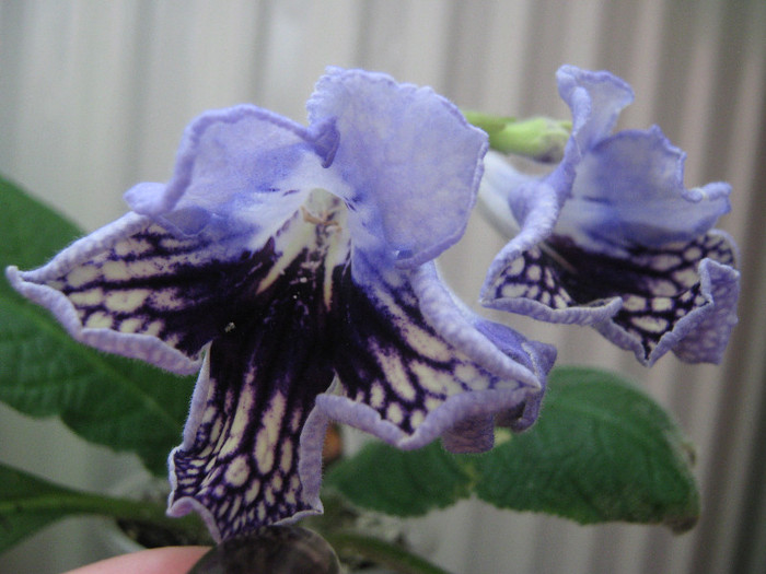  - streptocarpus Harlequin Lace