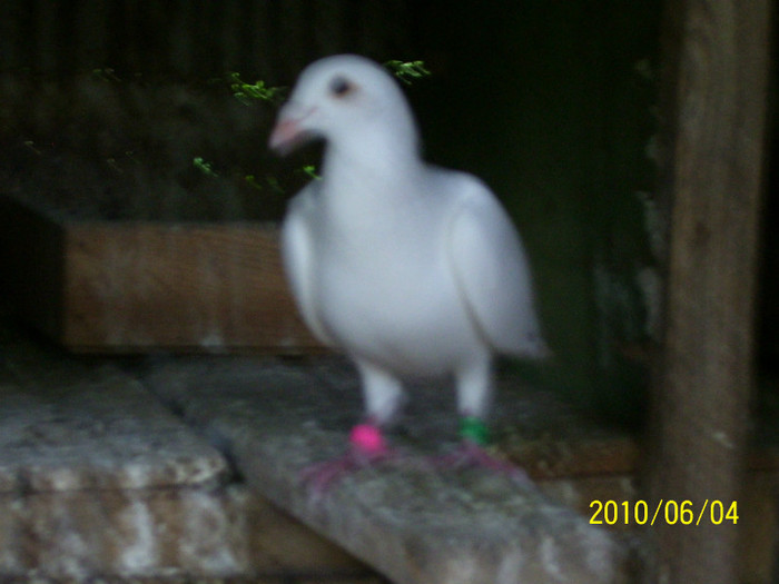 100_2451 - Porumbei voiajori albi