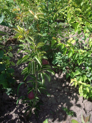 IMGP3374
