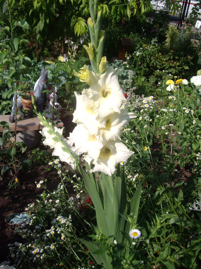 IMGP3296 - gladiole