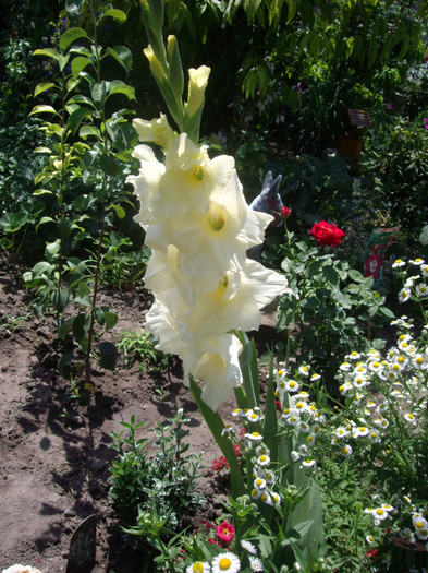 IMGP3335 - gladiole