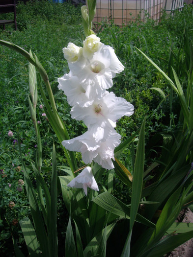 IMGP3337 - gladiole