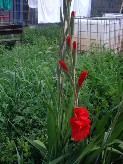 IMGP3338 - gladiole